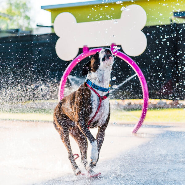 dog playing in water