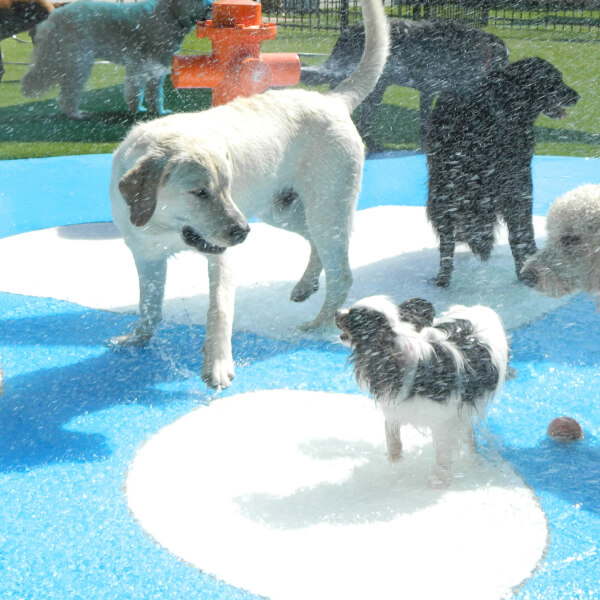 dogs enjoy water shower
