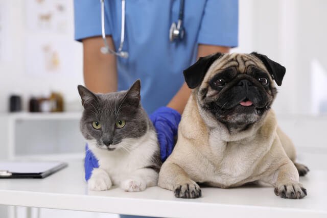 vet with dog and cat