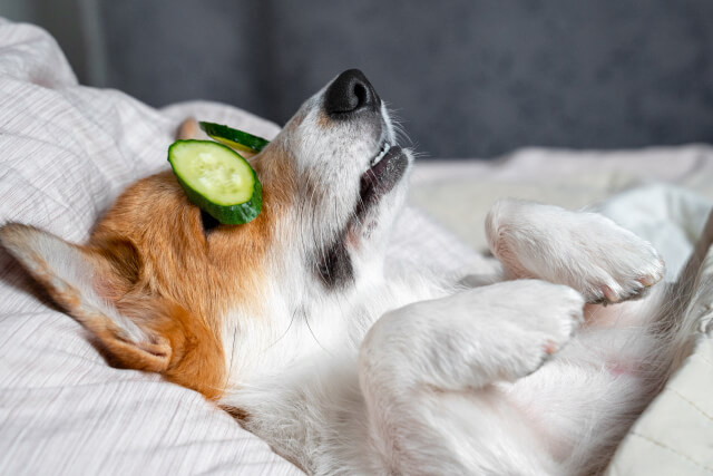 white corgi lays on the bed with eye mask